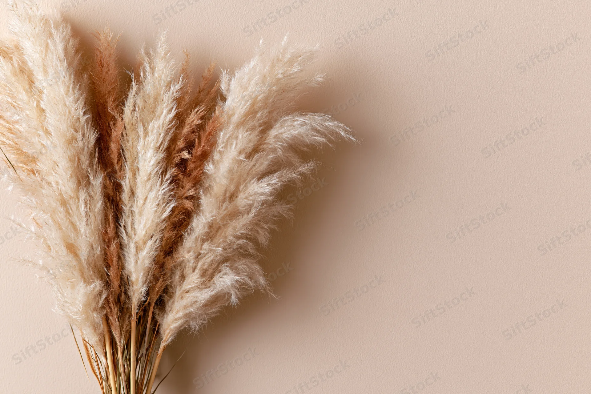 Dried pampas grass stems leaning against a beige wall