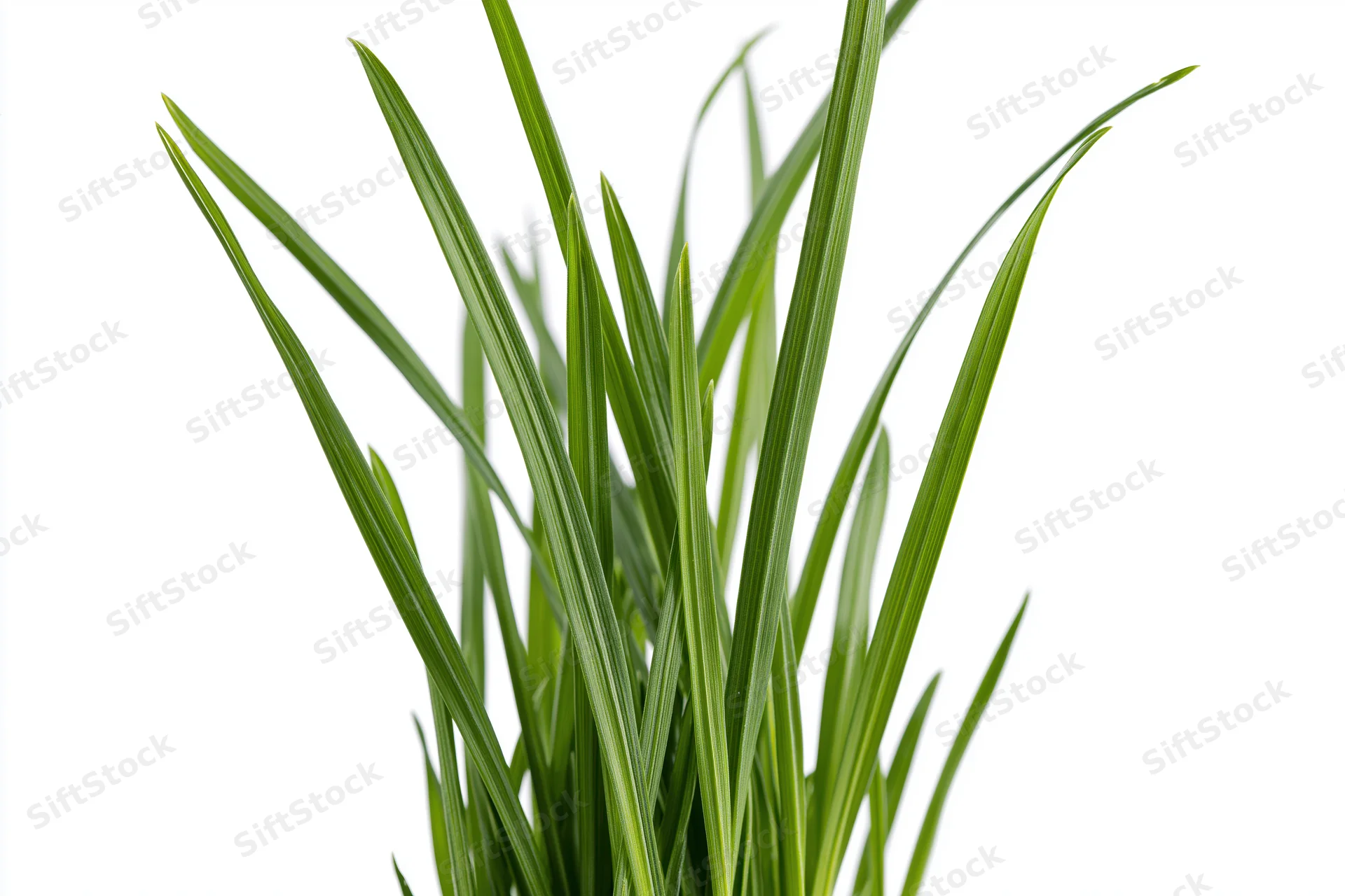 Fresh green grass blades growing upward against white background