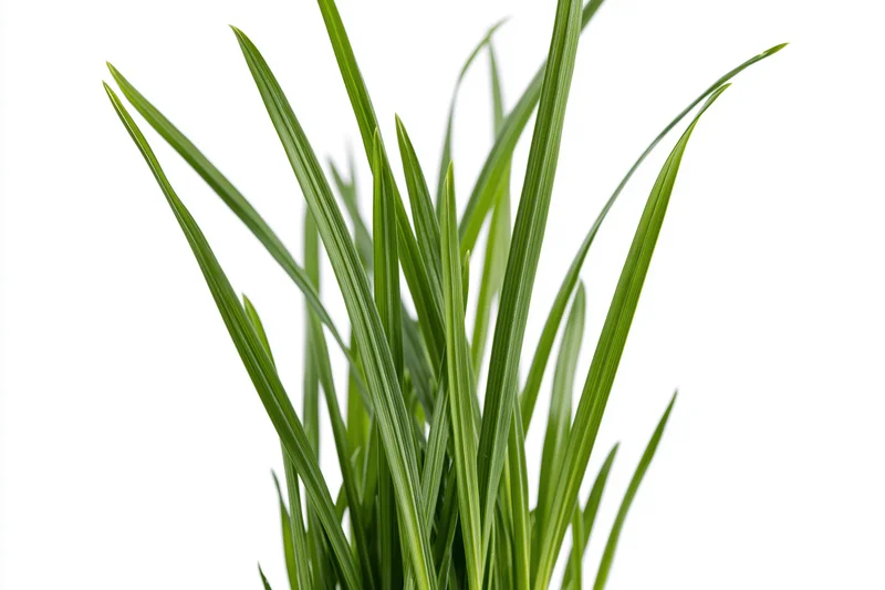 Fresh green grass blades growing upward against white background
