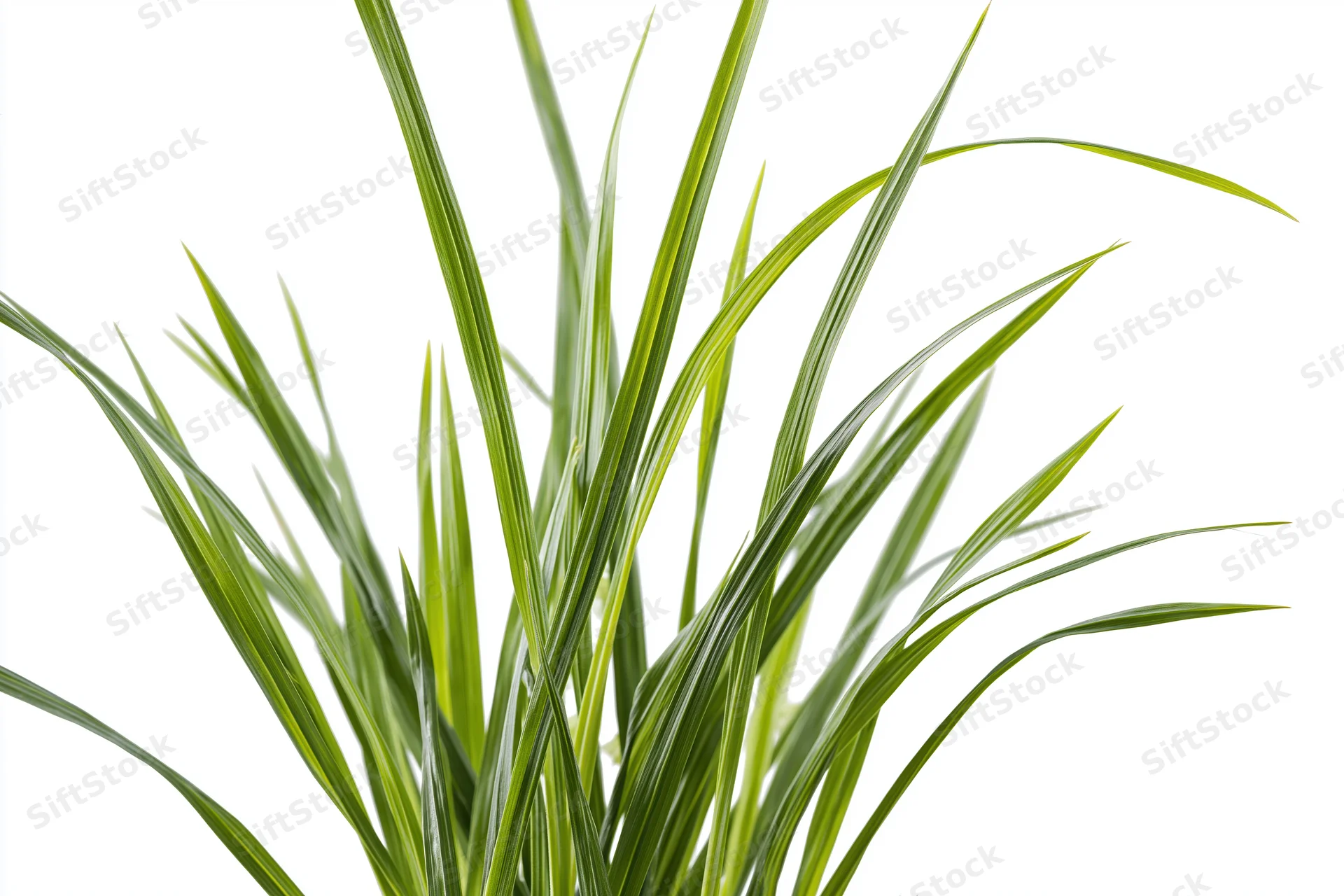 Fresh green grass blades growing upward against white background