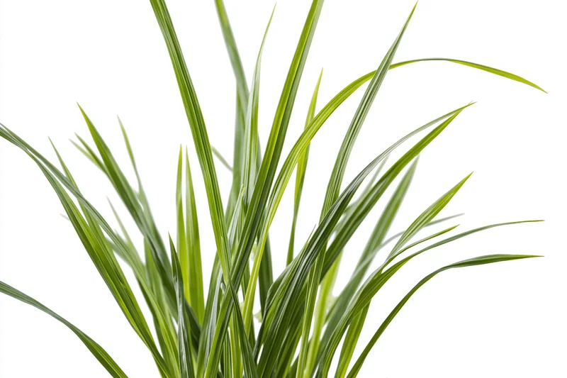 Fresh green grass blades growing upward against white background