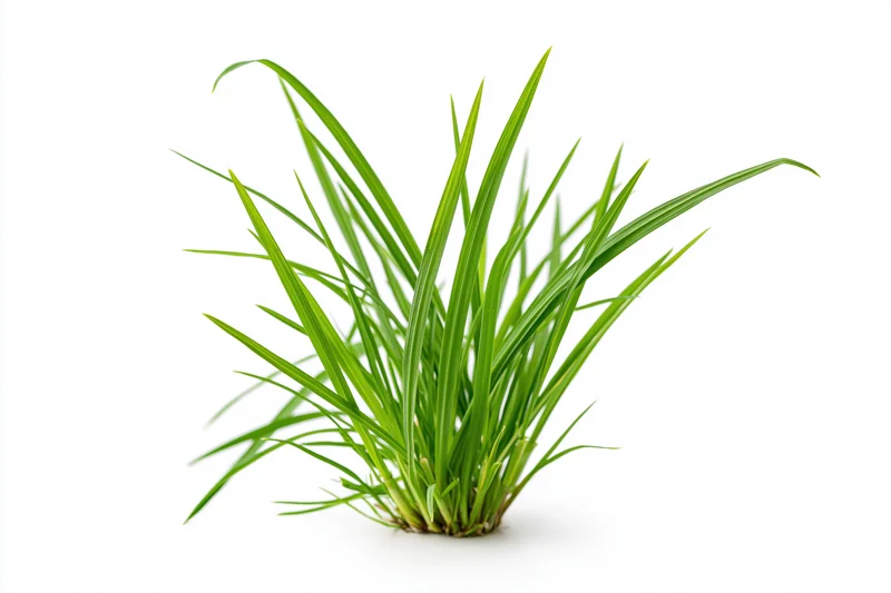A small clump of fresh green grass blades growing upward on a white background