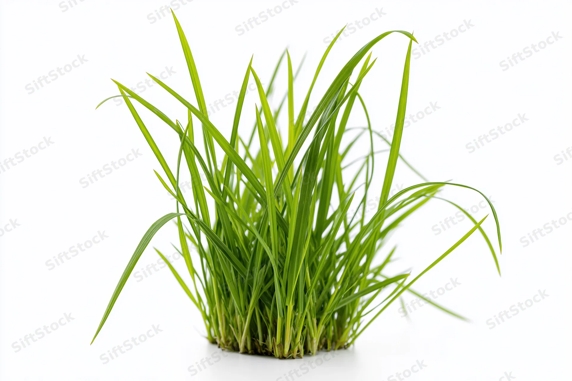 A small clump of fresh green grass blades growing upward on a white background