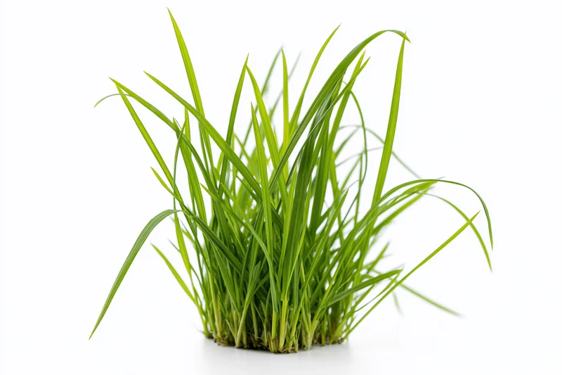 A small clump of fresh green grass blades growing upward on a white background