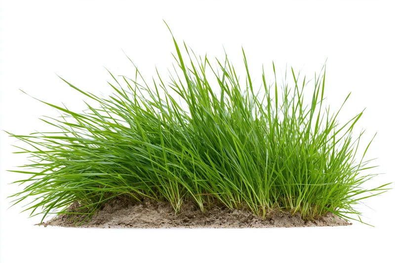 A clump of fresh green grass growing from a patch of soil isolated on white