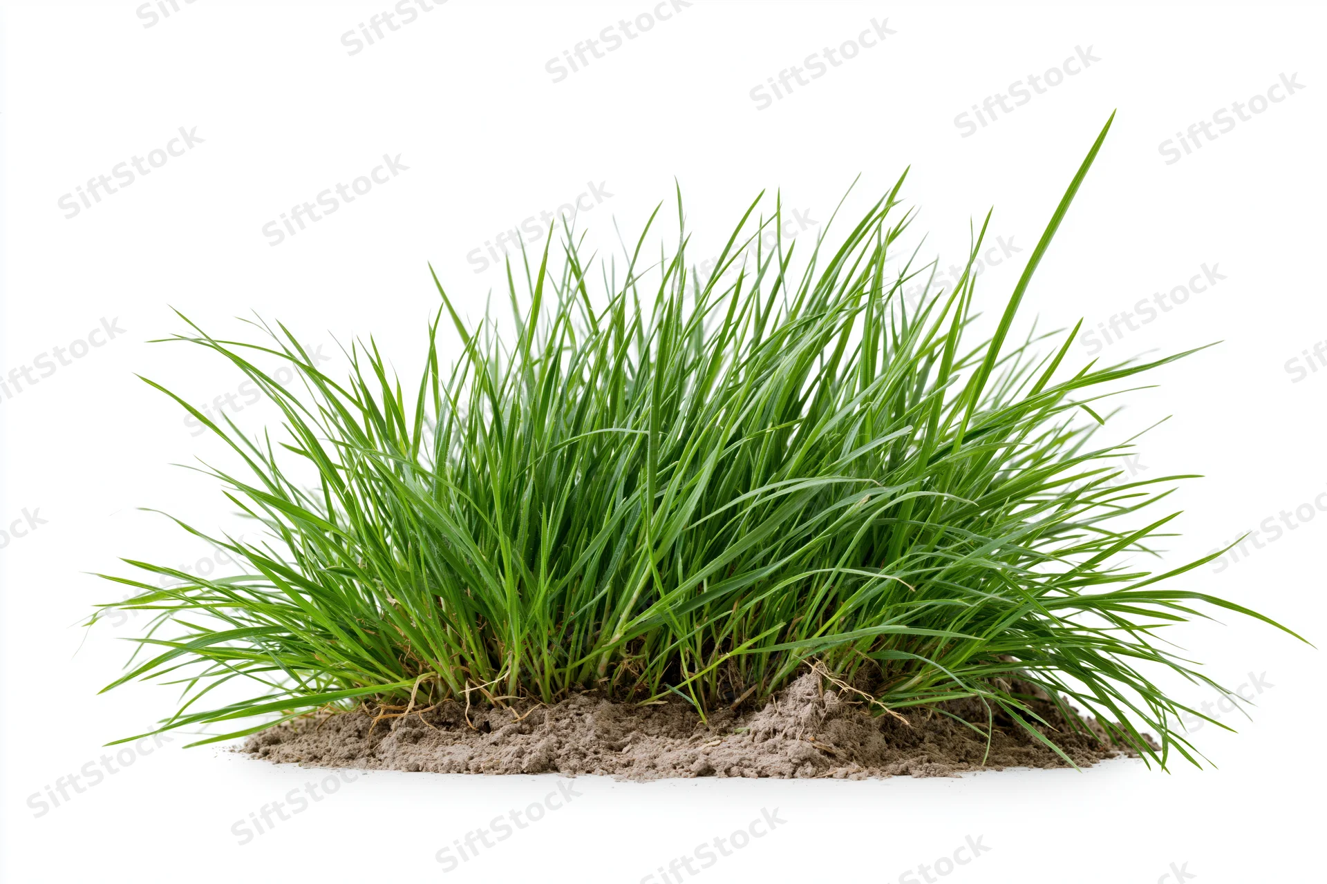 A clump of fresh green grass growing from a patch of soil isolated on white