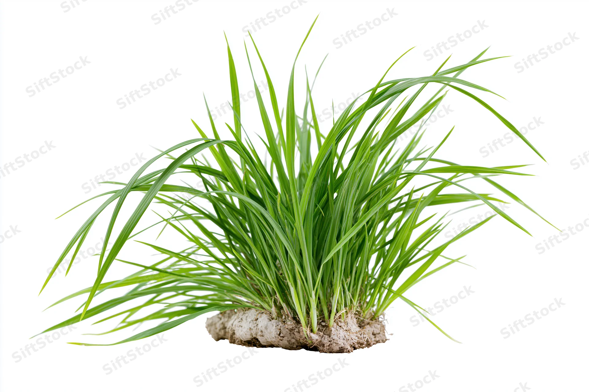 A small clump of fresh green grass with long slightly arching blades growing from soil, isolated on white