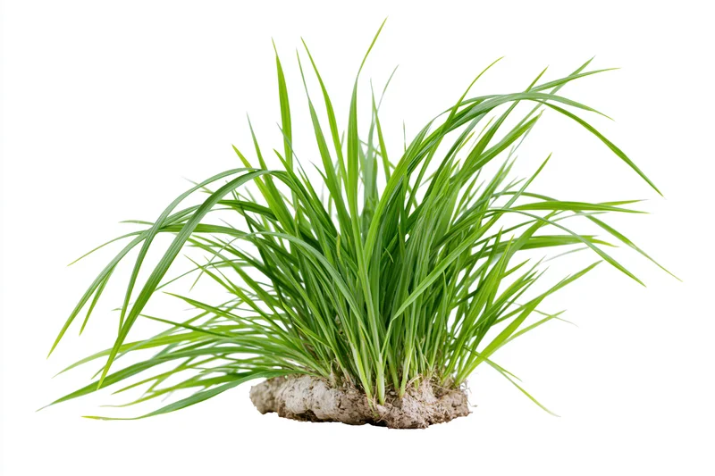A small clump of fresh green grass with long slightly arching blades growing from soil, isolated on white