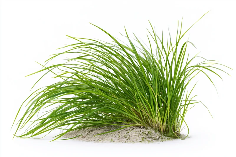 A clump of fresh green grass with long slightly arching blades growing from soil on a white background
