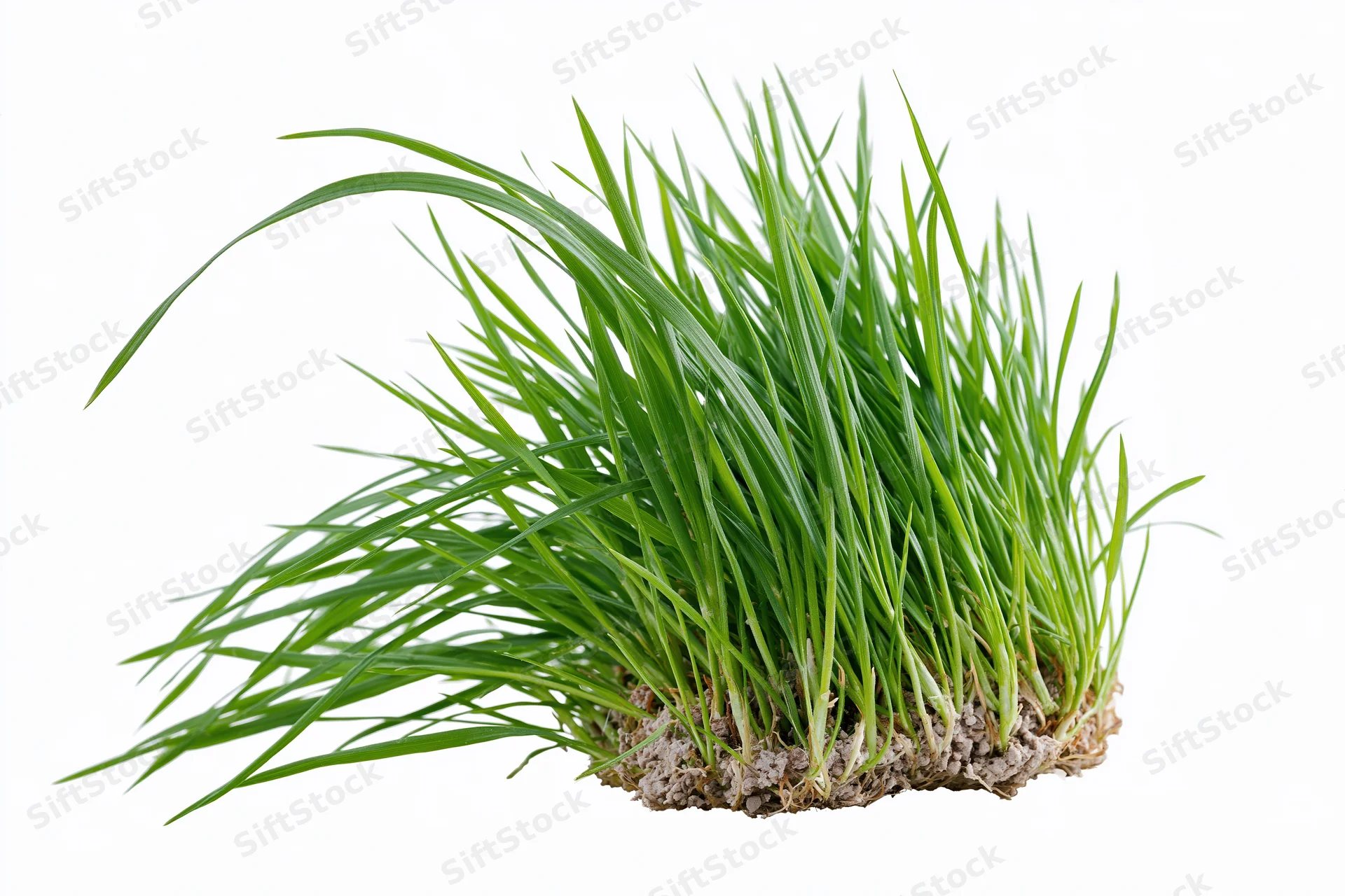 A clump of fresh green grass with long slightly arching blades and visible roots and soil, isolated on white
