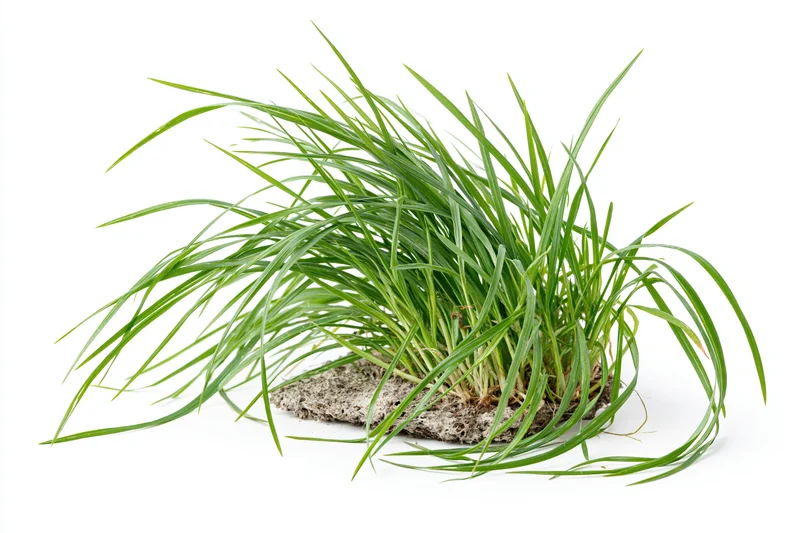 A clump of fresh green grass with long slightly arching blades growing from soil, isolated on white