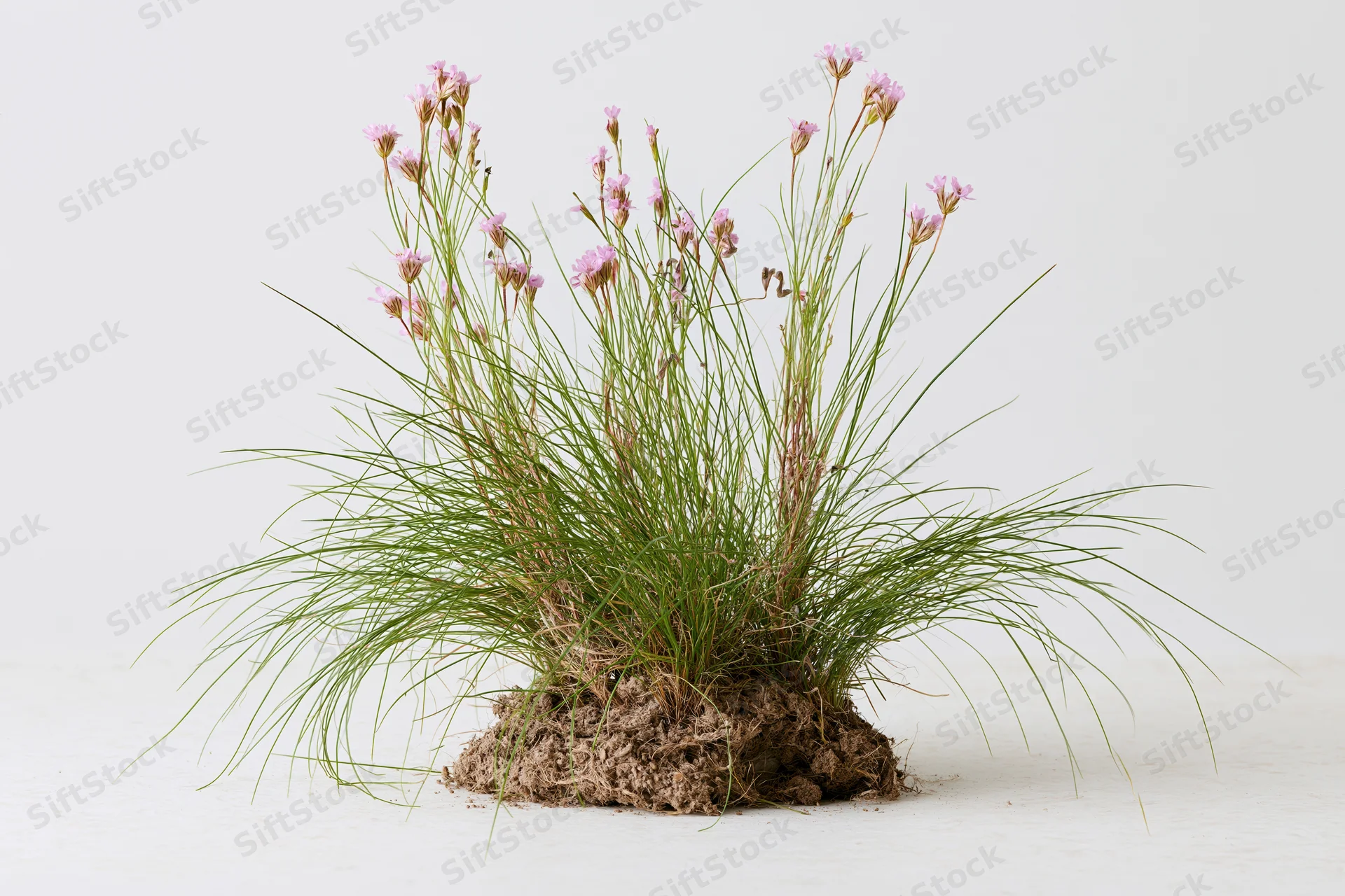 A clump of wild meadow grass with slender stems and pink flowers, rooted in soil, isolated on white background