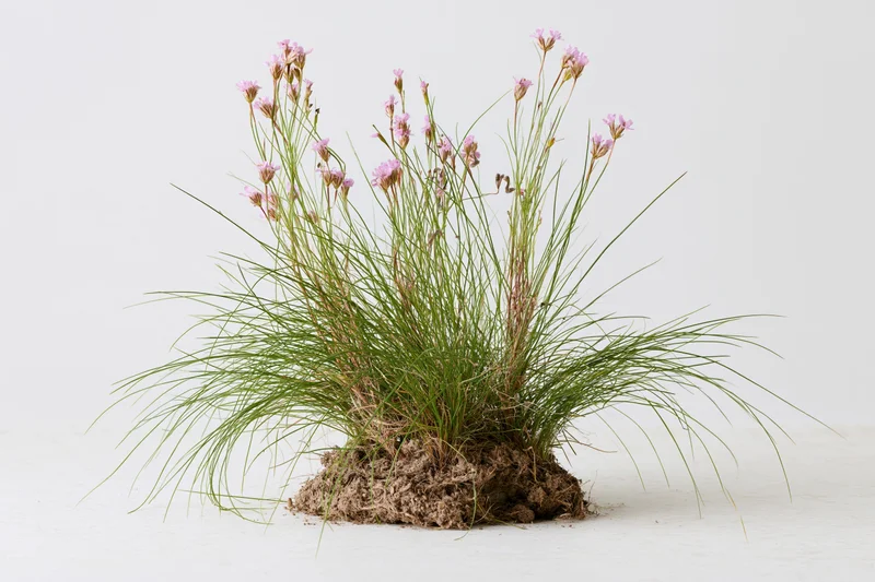 A clump of wild meadow grass with slender stems and pink flowers, rooted in soil, isolated on white background