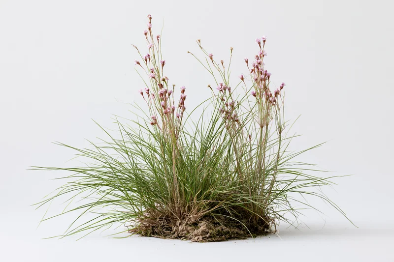 A clump of wild meadow grass with slender pink flowers growing from soil on a white background