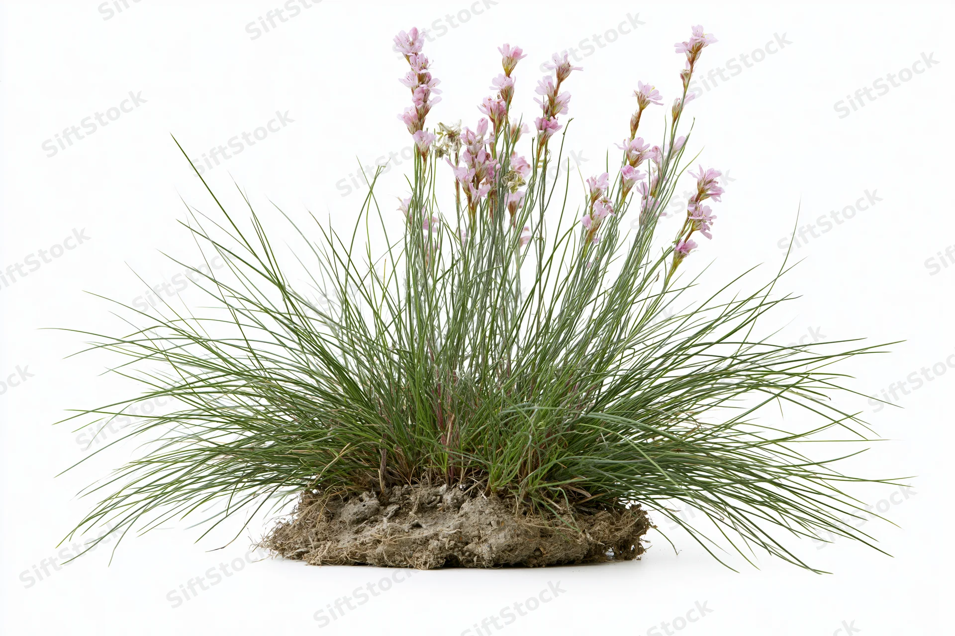 A clump of wild meadow grass with slender stems and pink flowers growing from soil, isolated on white