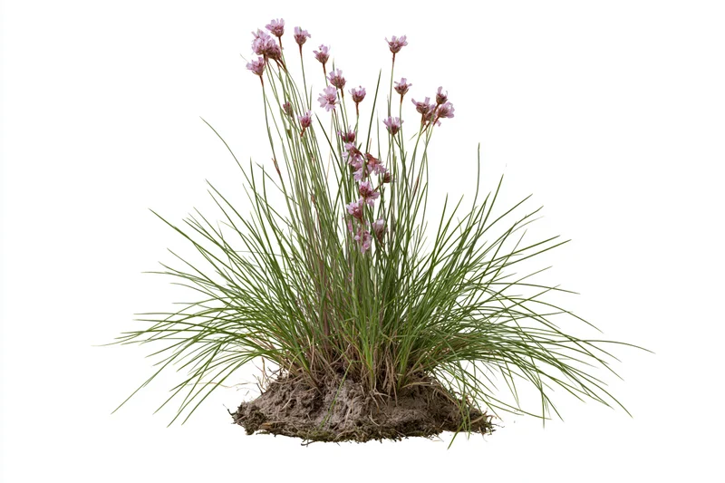 A clump of wild meadow grass with slender stems and pink flowers growing from soil, isolated on white