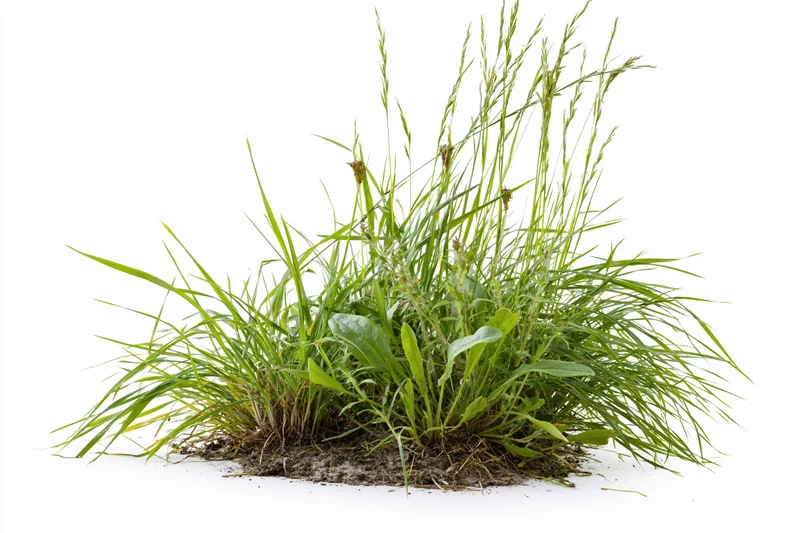 A clump of wild meadow grass and weeds growing from soil with visible roots on a white background