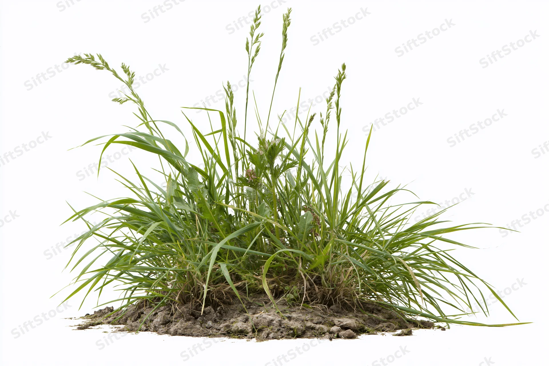 A clump of wild meadow grass growing from soil with visible roots and seedheads isolated on white