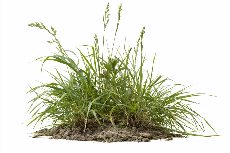 A clump of wild meadow grass growing from soil with visible roots and seedheads isolated on white