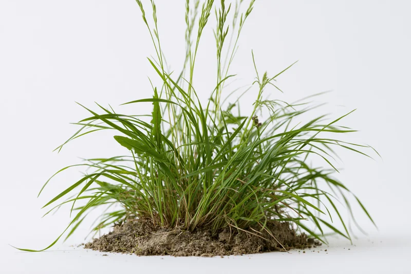 A clump of wild meadow grass growing from soil on a white background