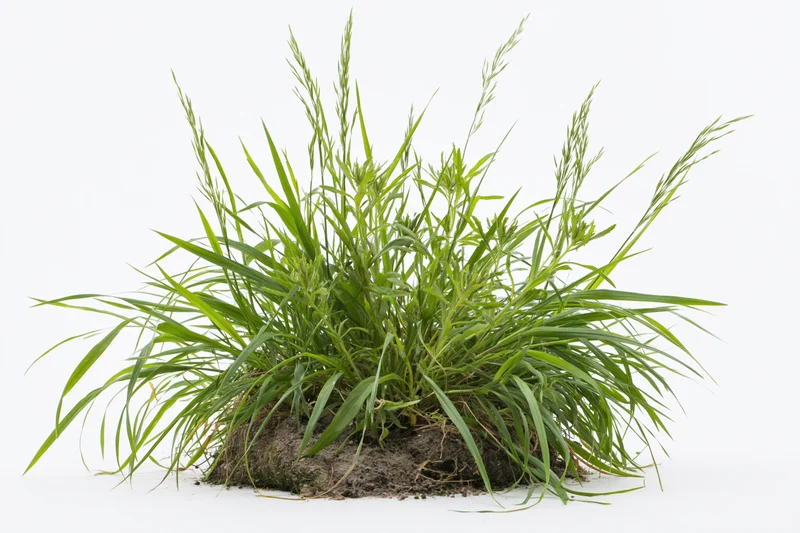 A clump of wild meadow grass growing from soil with visible roots on a white background