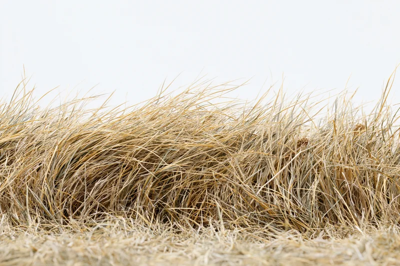 Dry dead wild grass forming a dense textured strip across the lower frame against a plain sky