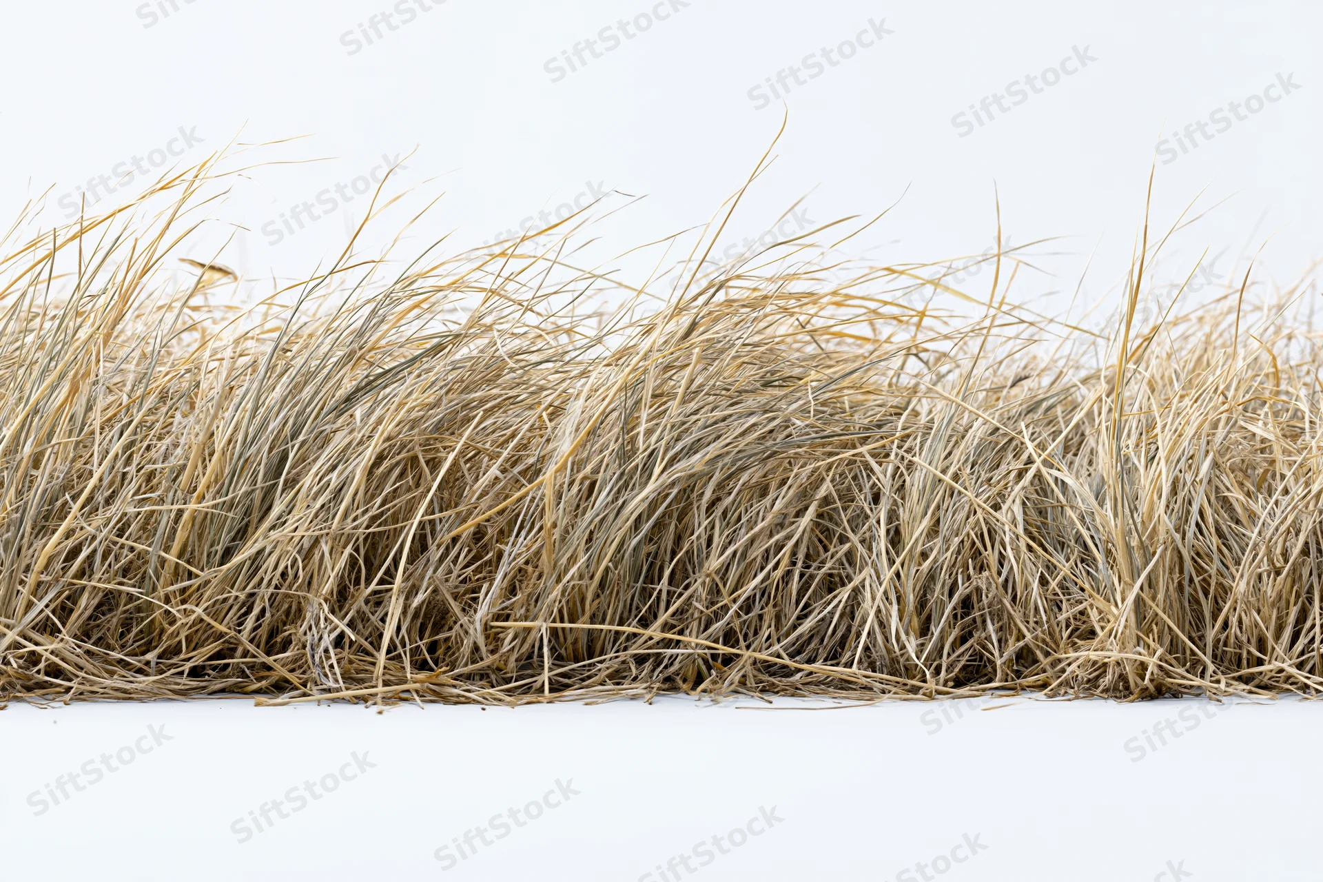 Strip of dry dead wild grass arranged horizontally across white background