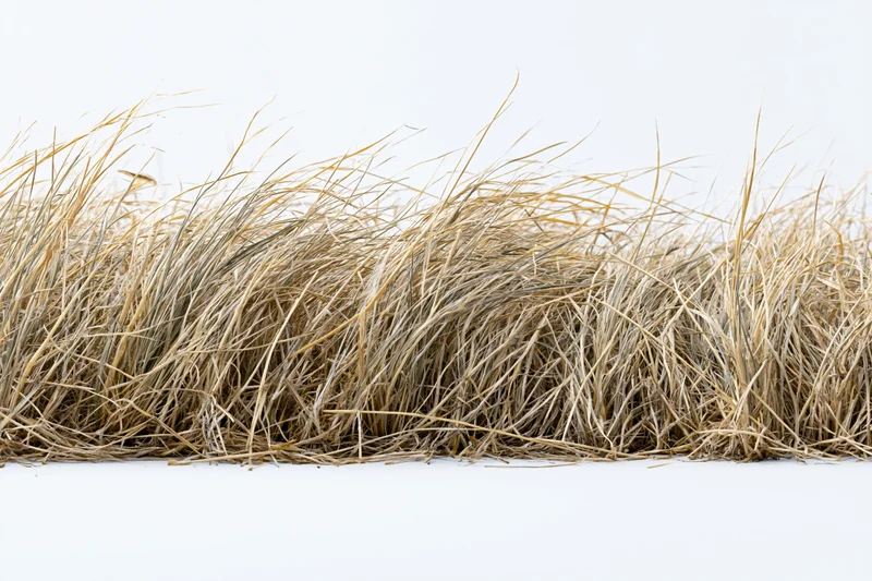 Strip of dry dead wild grass arranged horizontally across white background