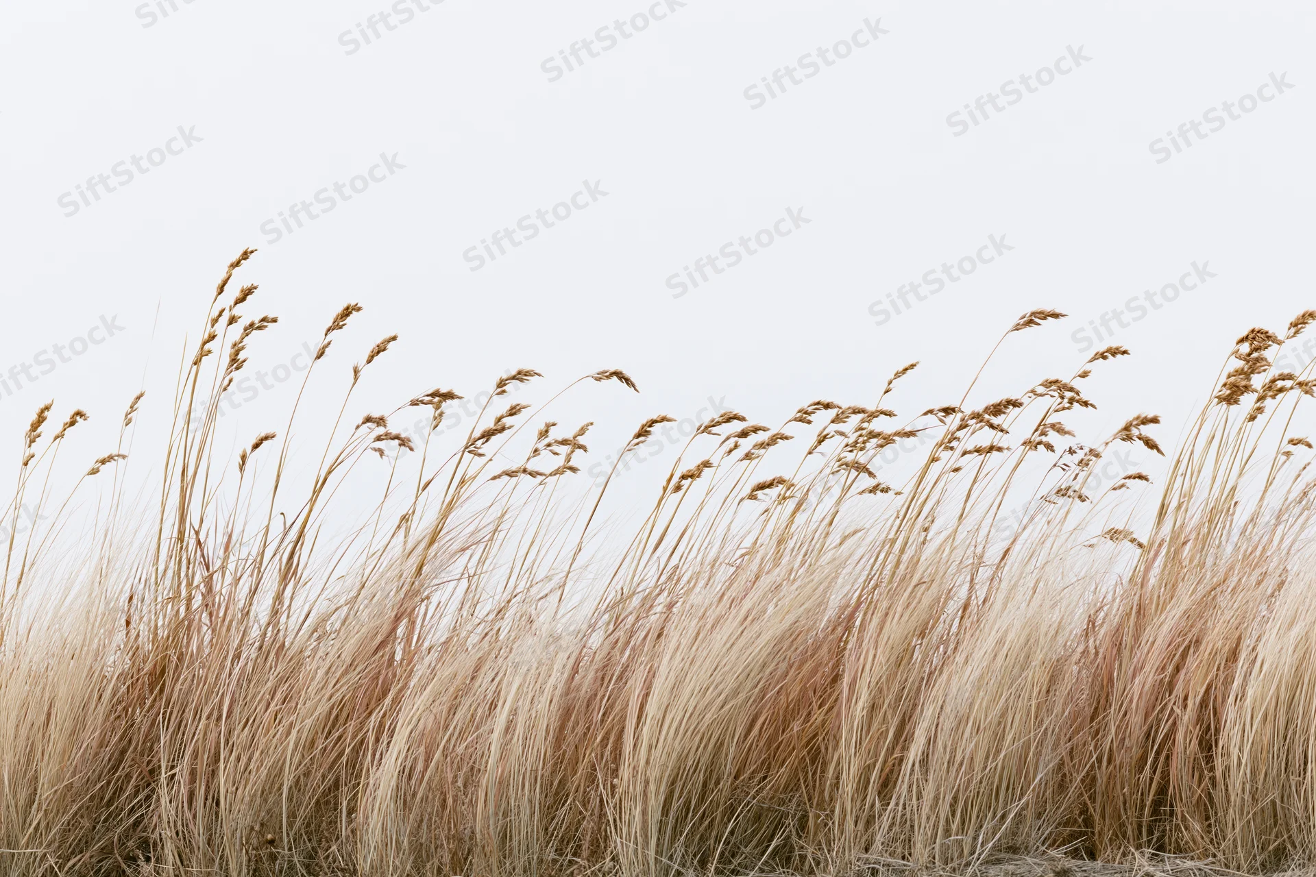 Dry wild grass swaying in wind across a field