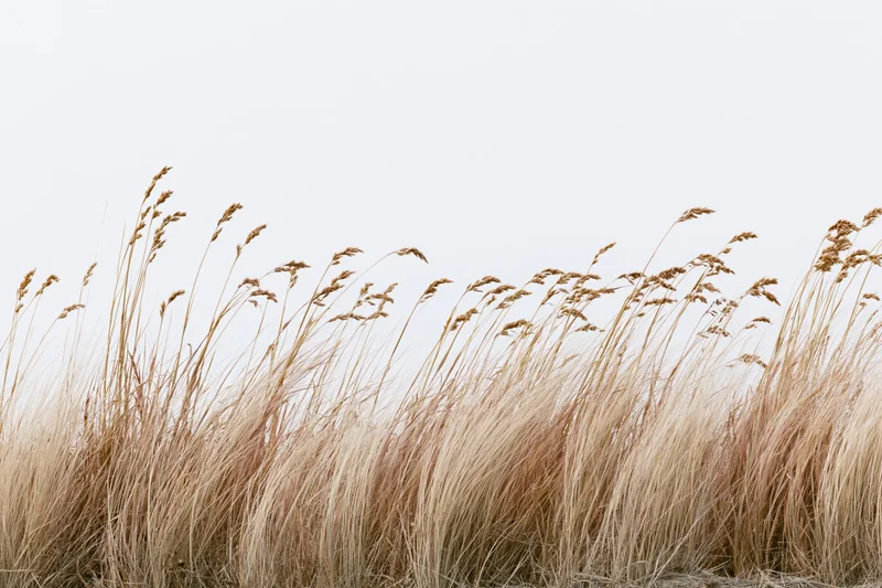 Dry wild grass swaying in wind across a field