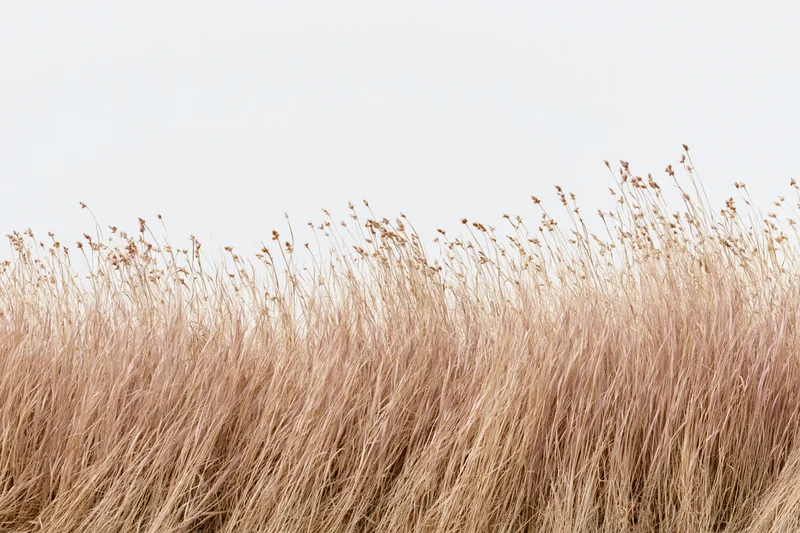 Dry wild grass growing in a field under an overcast sky