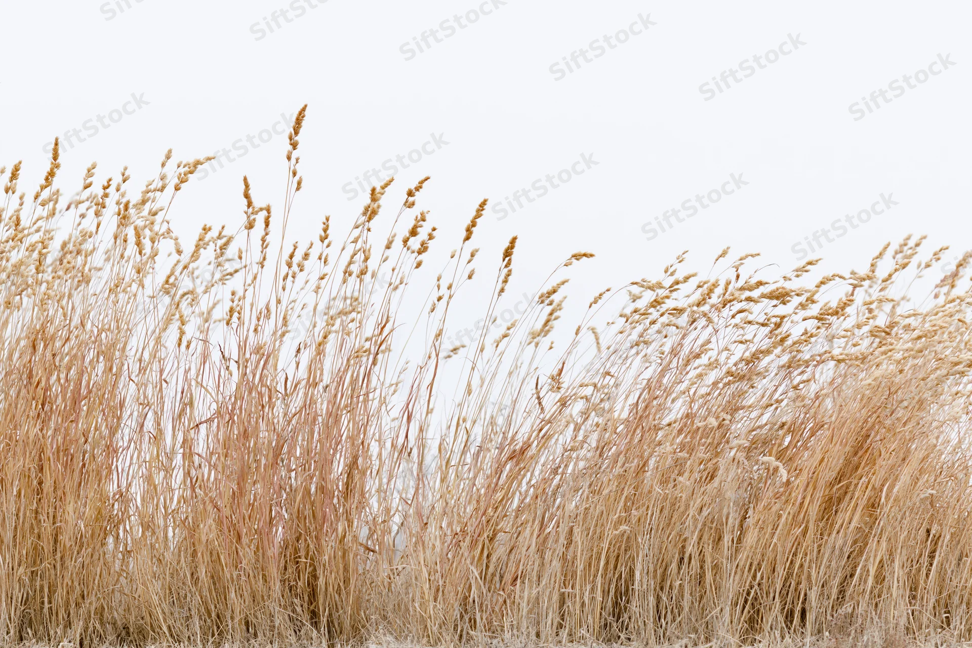 Dry wild grass growing in a field under an overcast sky