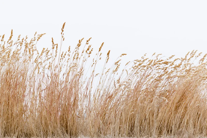 Dry wild grass growing in a field under an overcast sky