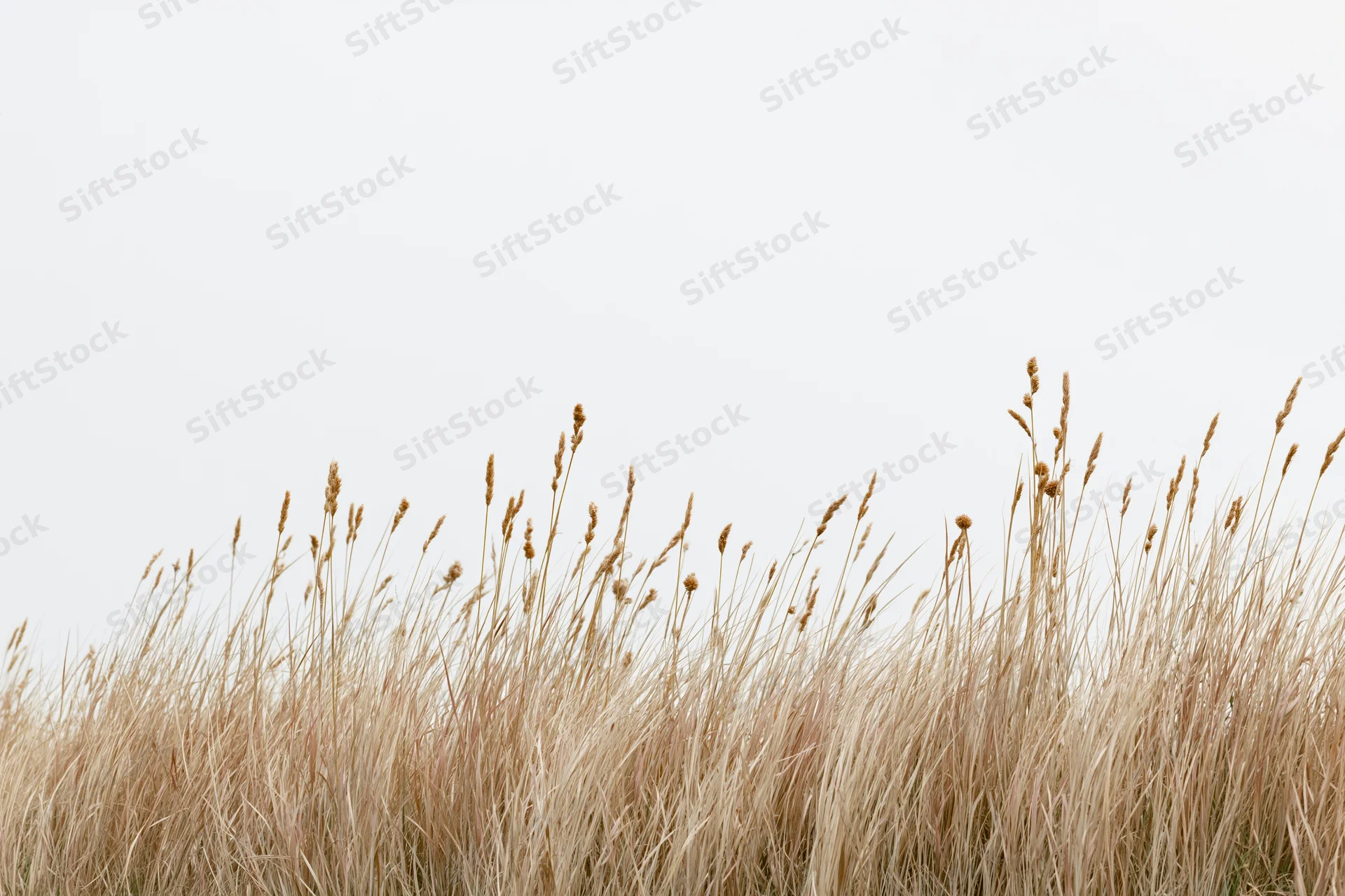 Dry wild grass growing in a field under an overcast sky