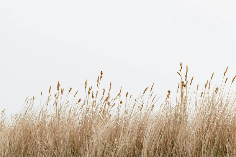 Dry wild grass growing in a field under an overcast sky
