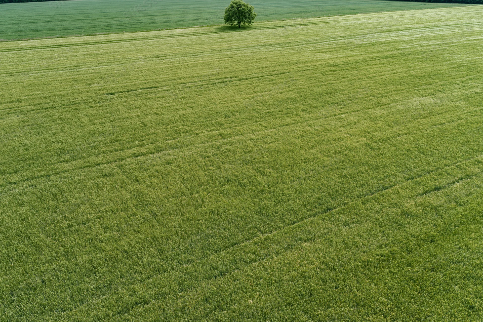Aerial topdown view of a vast flat green wheat field with a solitary tree in the distance
