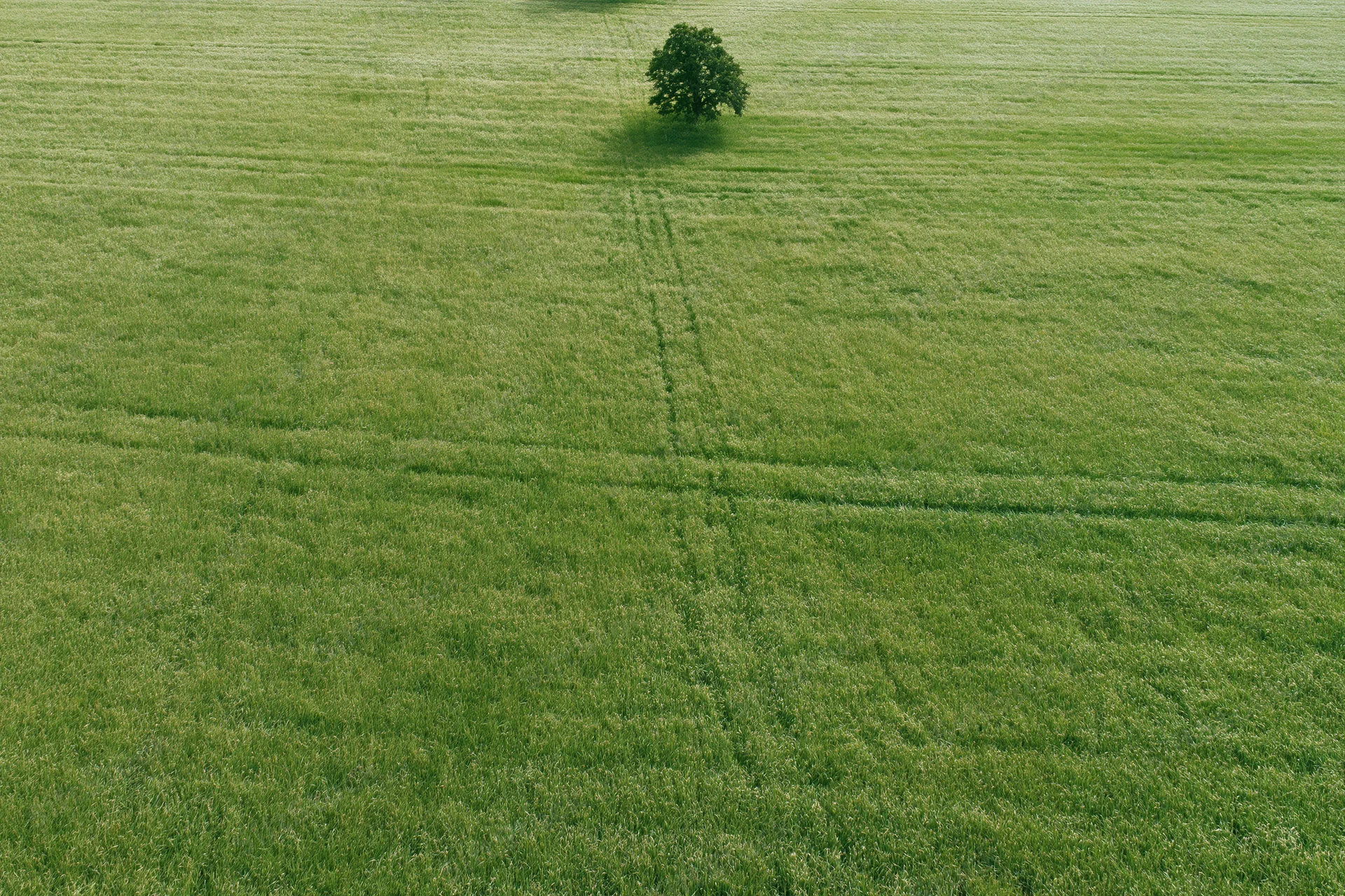 Aerial drone view of a vast flat green field with a single tree and tractor tracks running through it