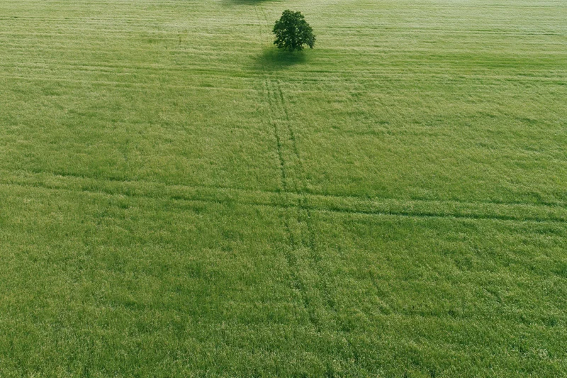Aerial drone view of a vast flat green field with a single tree and tractor tracks running through it