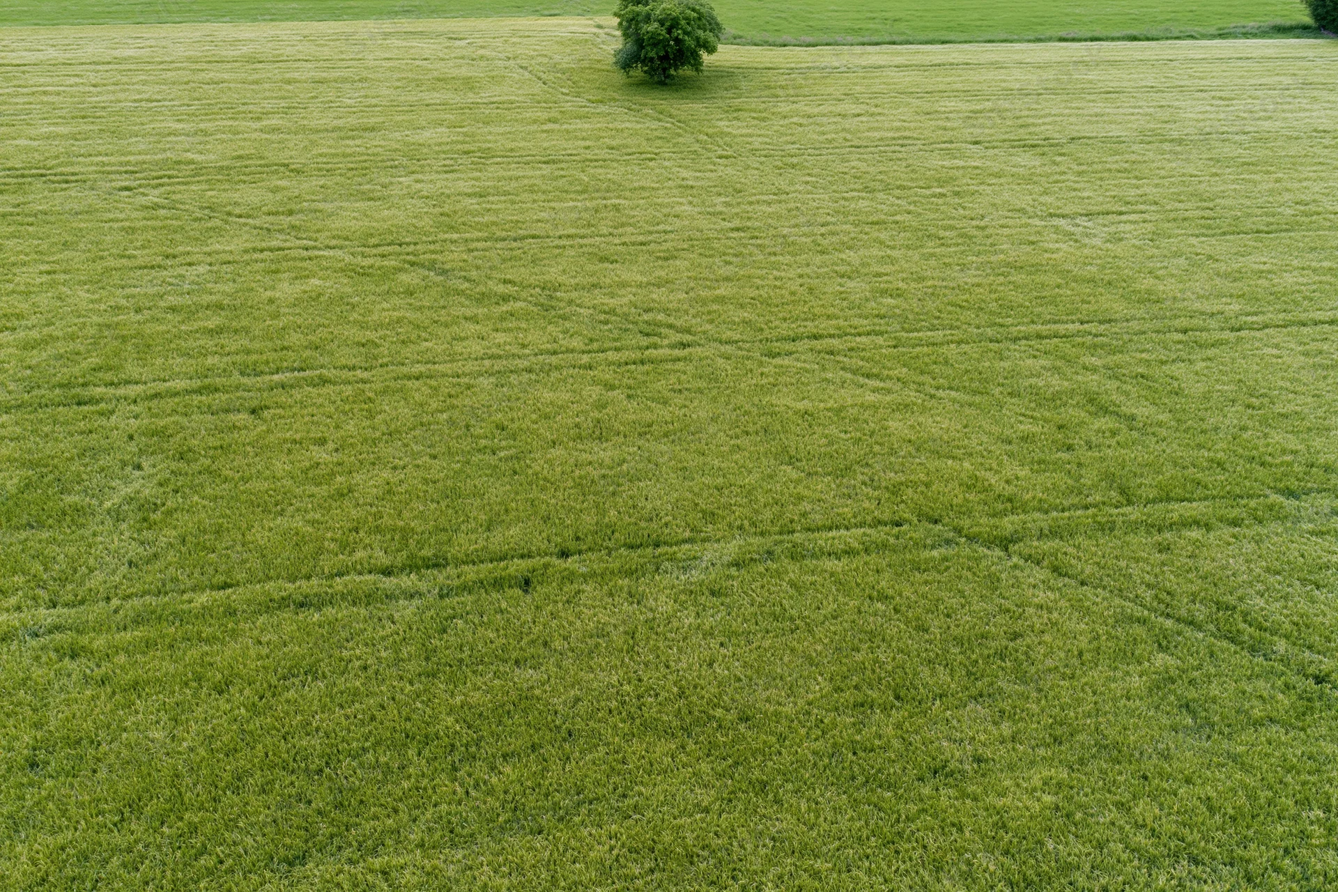 Aerial topdown view of a vast flat green crop field with tractor tracks and a solitary tree