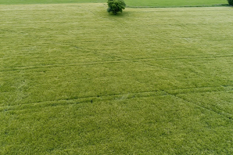 Aerial topdown view of a vast flat green crop field with tractor tracks and a solitary tree