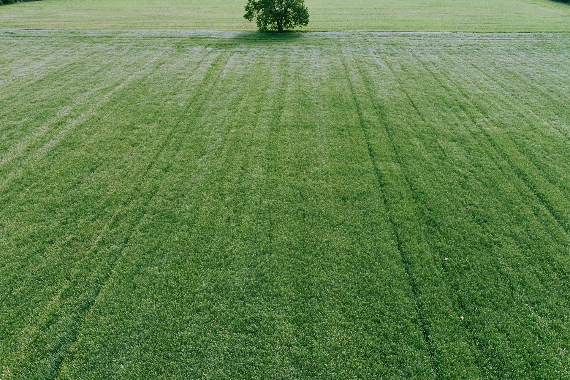 Aerial drone view of a vast flat green field with mowed rows and a single tree in the distance