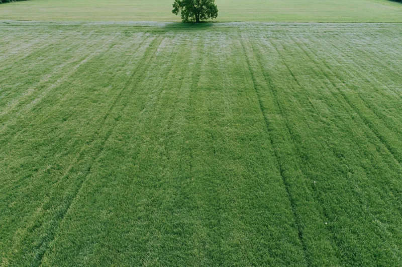 Aerial drone view of a vast flat green field with mowed rows and a single tree in the distance