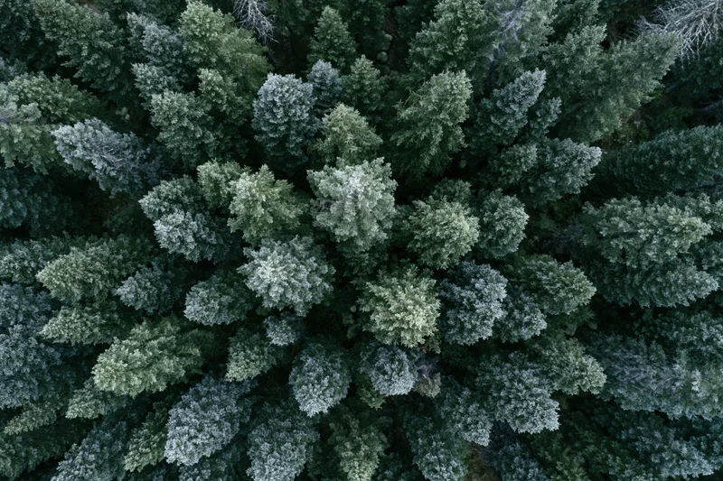 Aerial top-down view of dense evergreen forest canopy from above