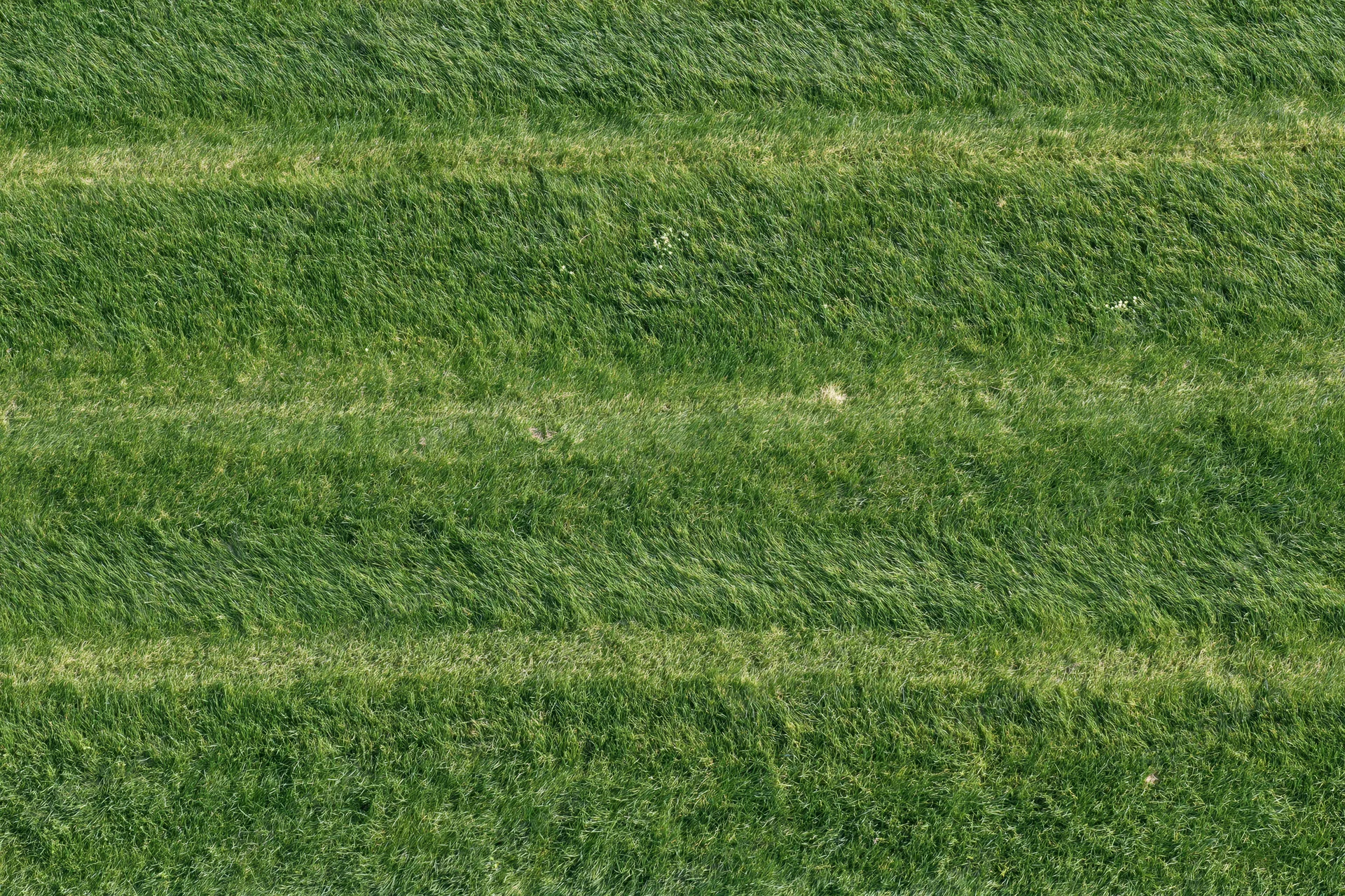 Freshly mowed grass field with striped pattern from top-down view