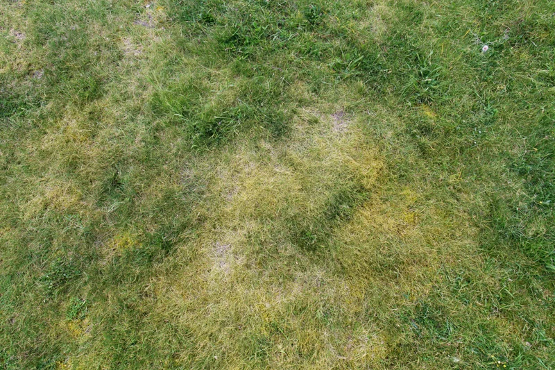 Aerial top-down view of a patchy grass lawn with green and yellow areas filling the frame