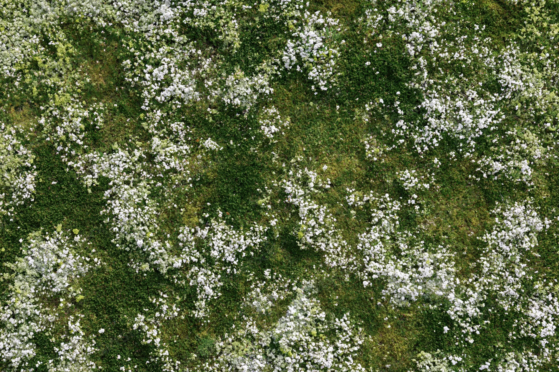 Aerial top-down view of a meadow densely covered in tiny white flowers and green grass