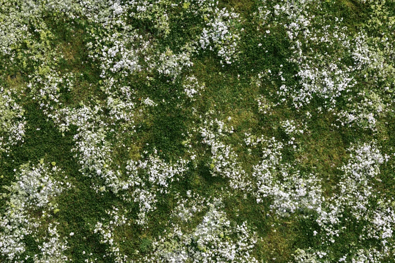 Aerial top-down view of a meadow densely covered in tiny white flowers and green grass