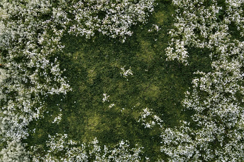 Aerial top-down view of a meadow densely covered in tiny white flowers surrounded by green grass