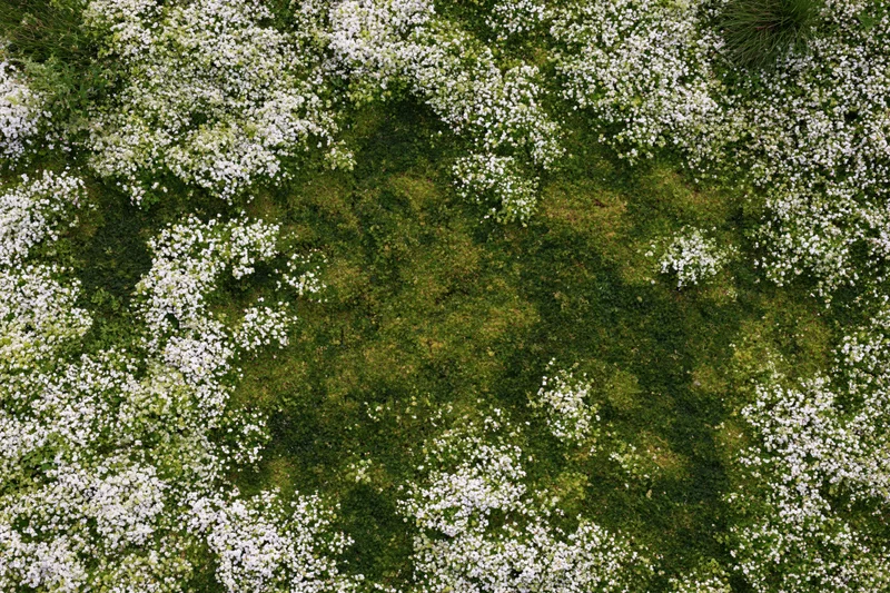Aerial top-down view of a meadow densely covered in tiny white flowers and green grass