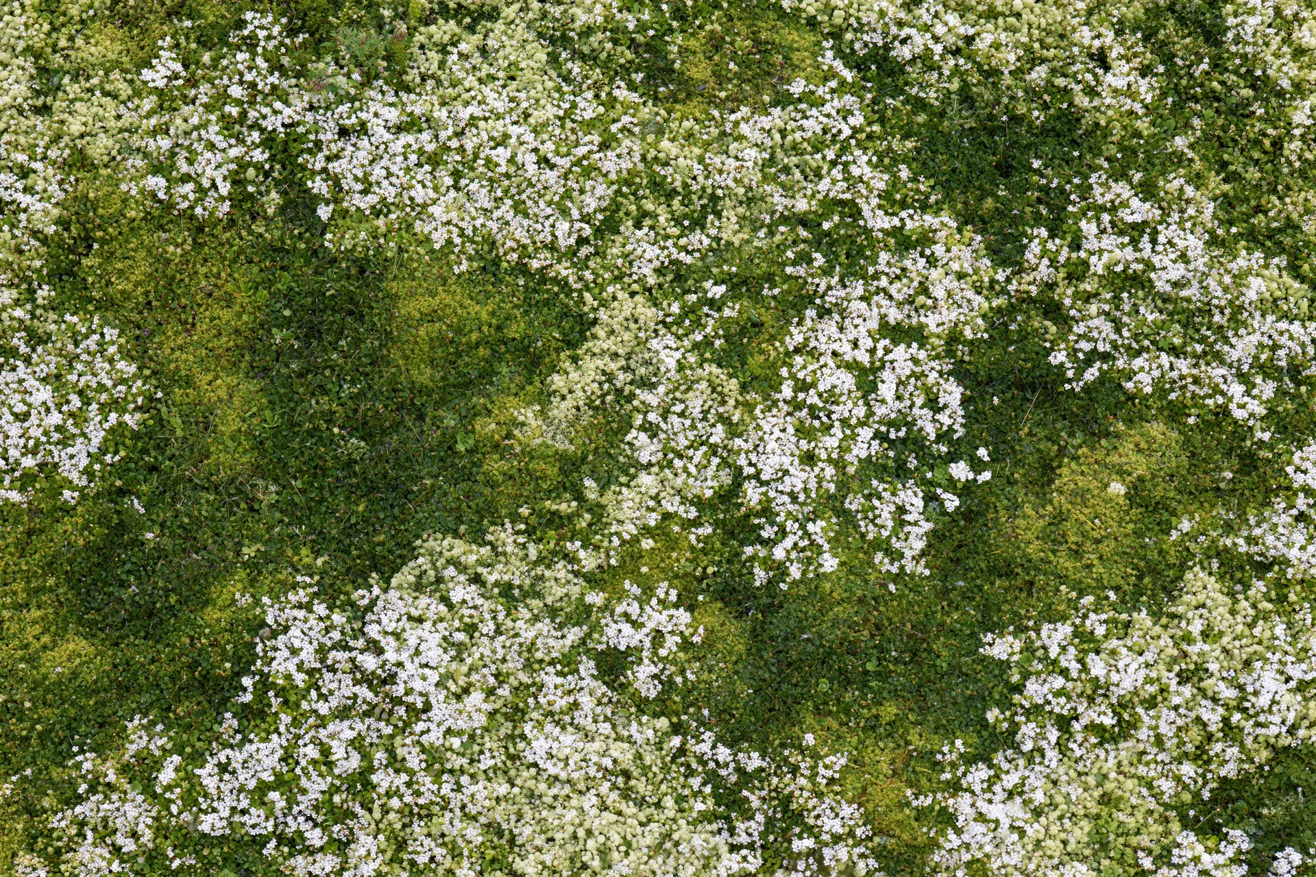 Aerial top-down view of a meadow densely covered in tiny white flowers and green foliage